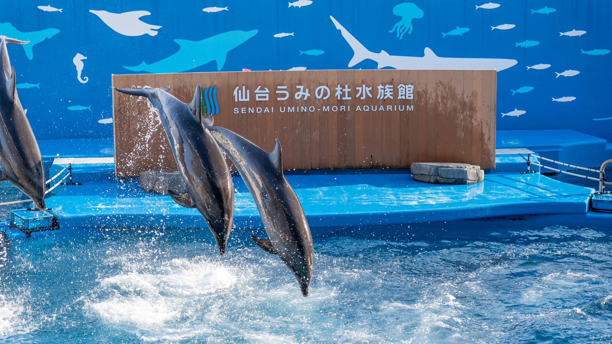 【当館から車で約20分】仙台うみの杜水族館