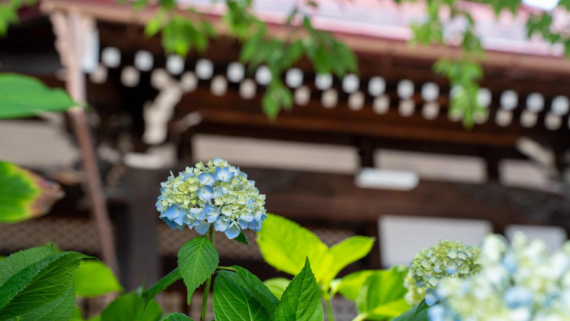 外観｜高山善光寺