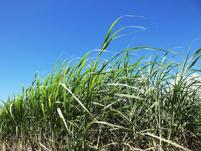 周辺には沖縄の伝統作物「さとうきび畑」もある静かなエリア