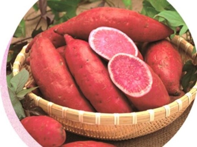 御菓子御殿　読谷本店【車で20分】沖縄県の特産物である紅芋で「元祖 紅いもタルト」が作られます