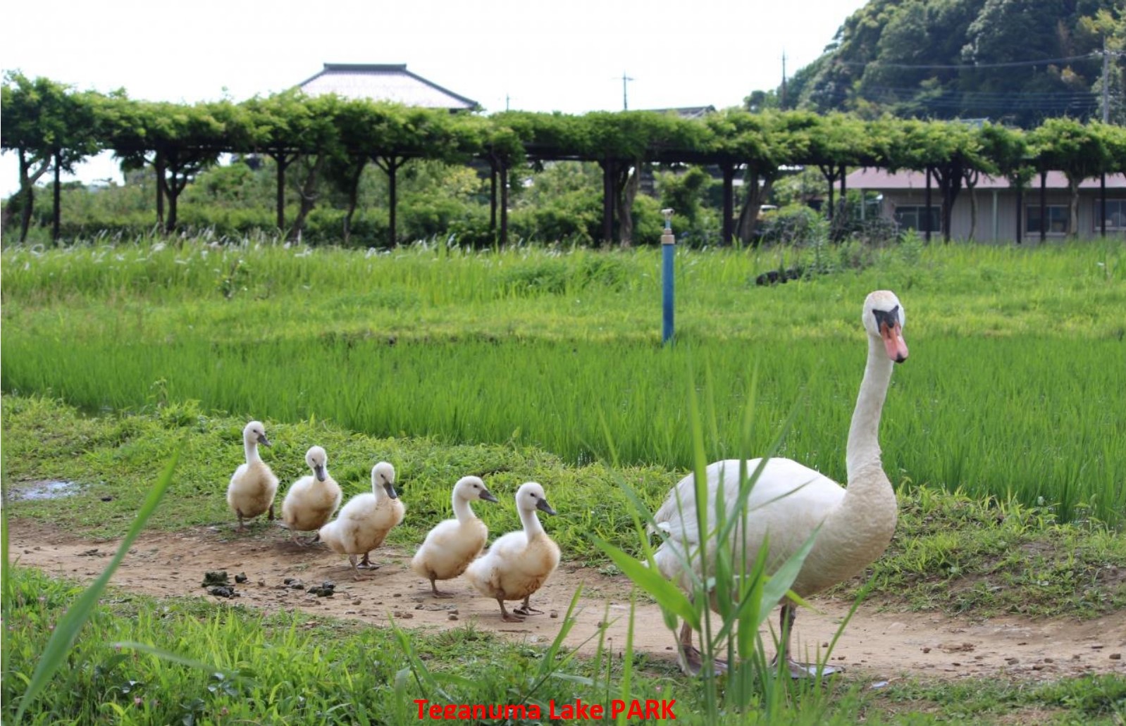 手賀沼公園