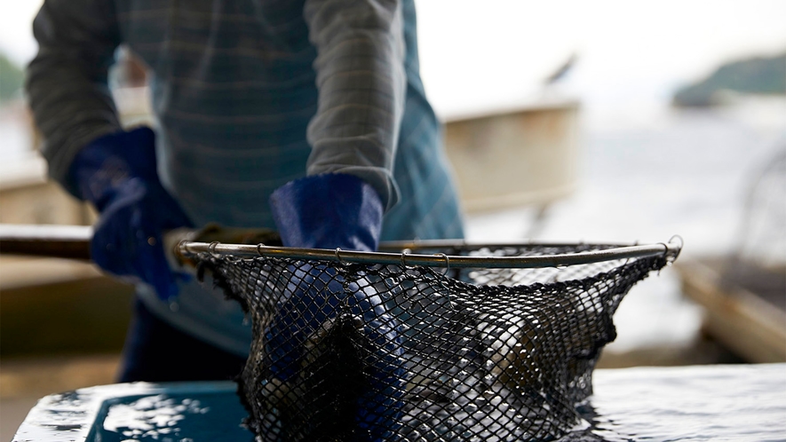 ・青魚など様々なお魚が豊富に獲れます