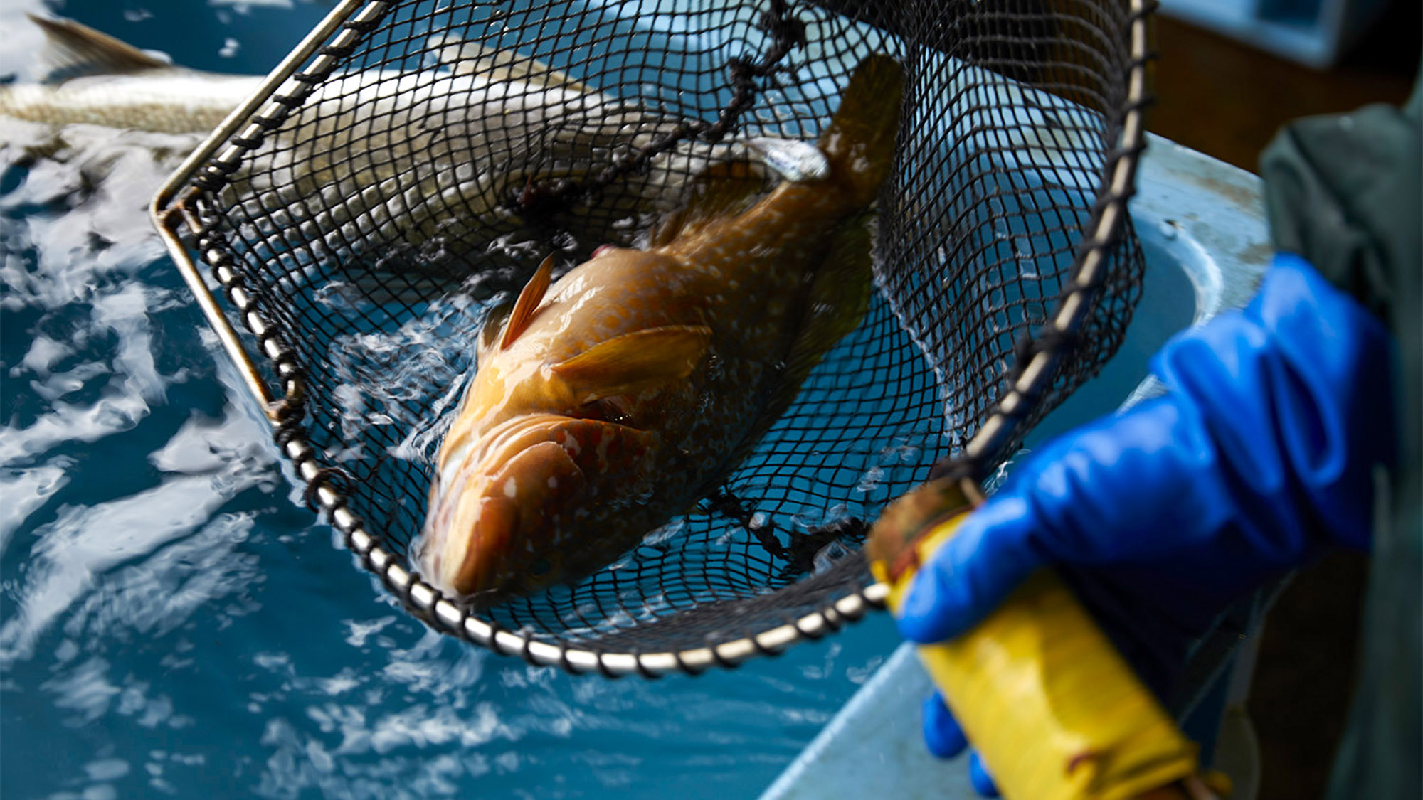 ・市場では漁師さんが獲ってきたお魚が新鮮なまま手に入ります