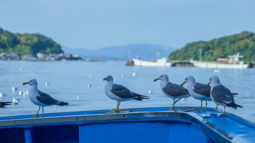 ・伊根のカモメは人慣れしているので近くまでやってくることも