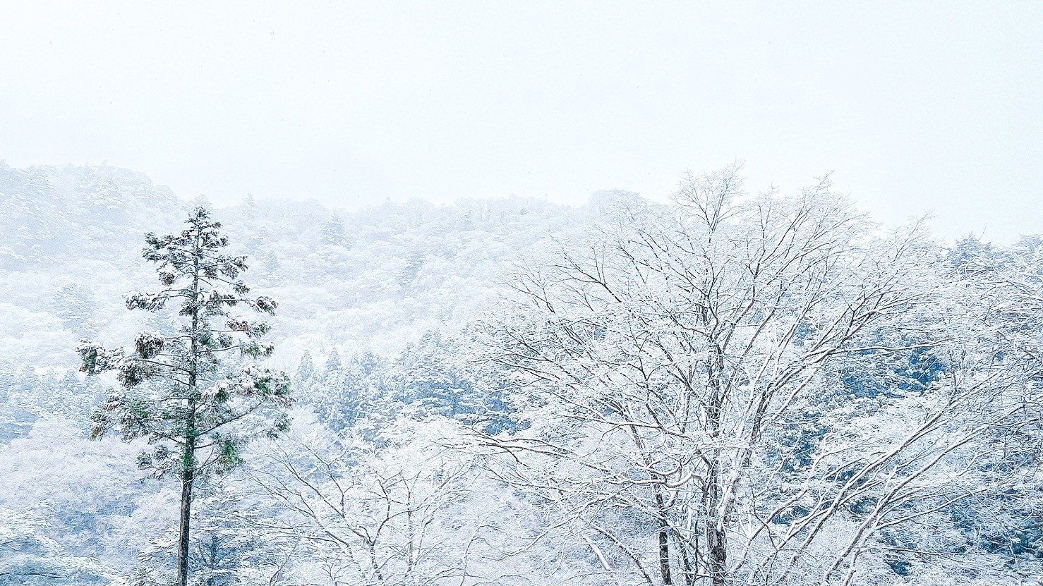 【外観】〈冬〉雪化粧した蓮月