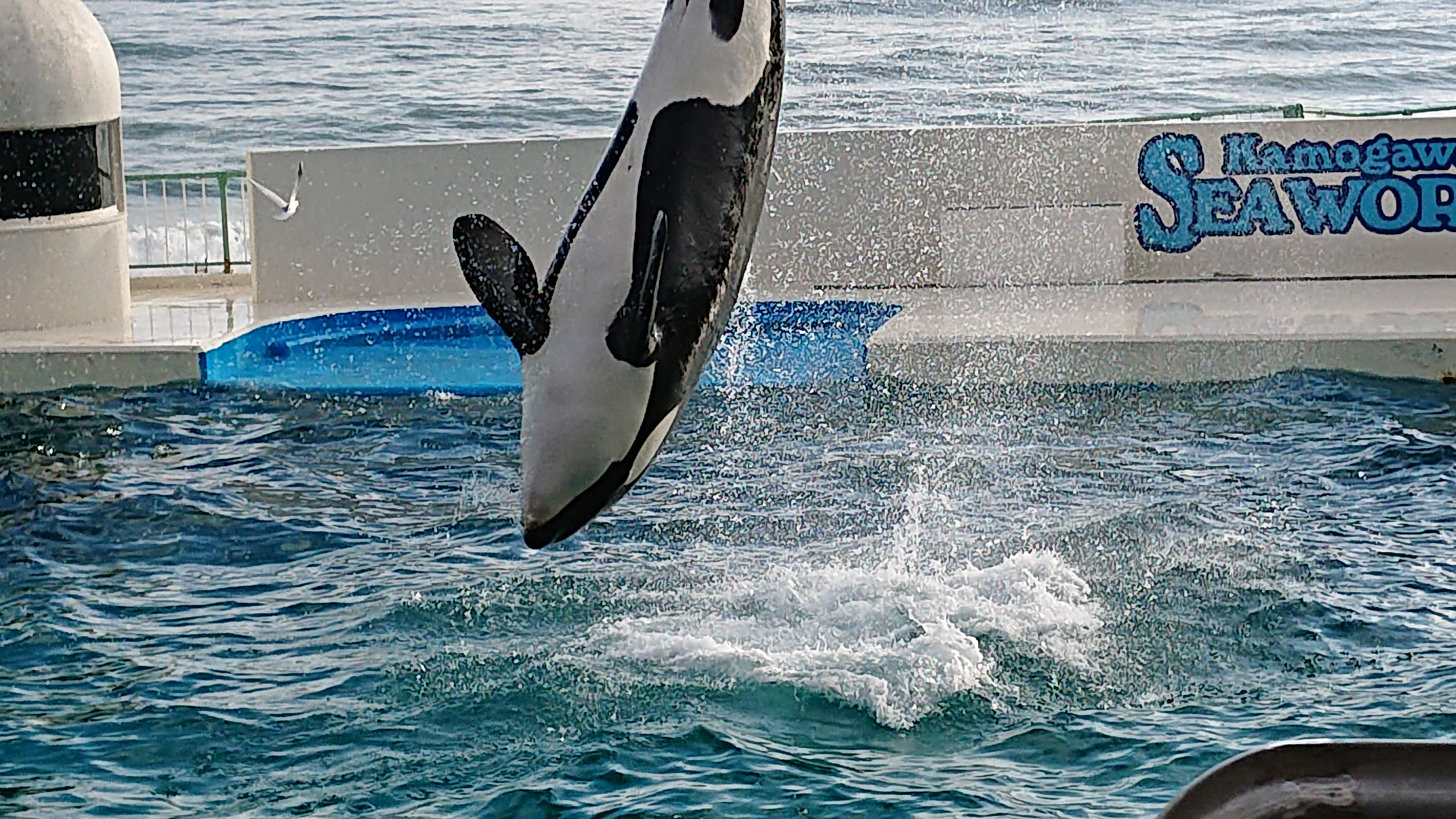 鴨川シーワルド①