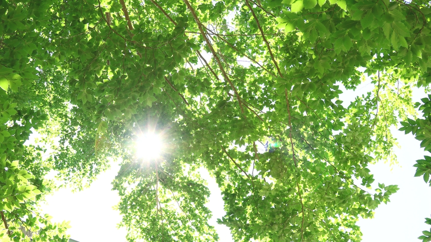 天気が良い日の木洩れ日