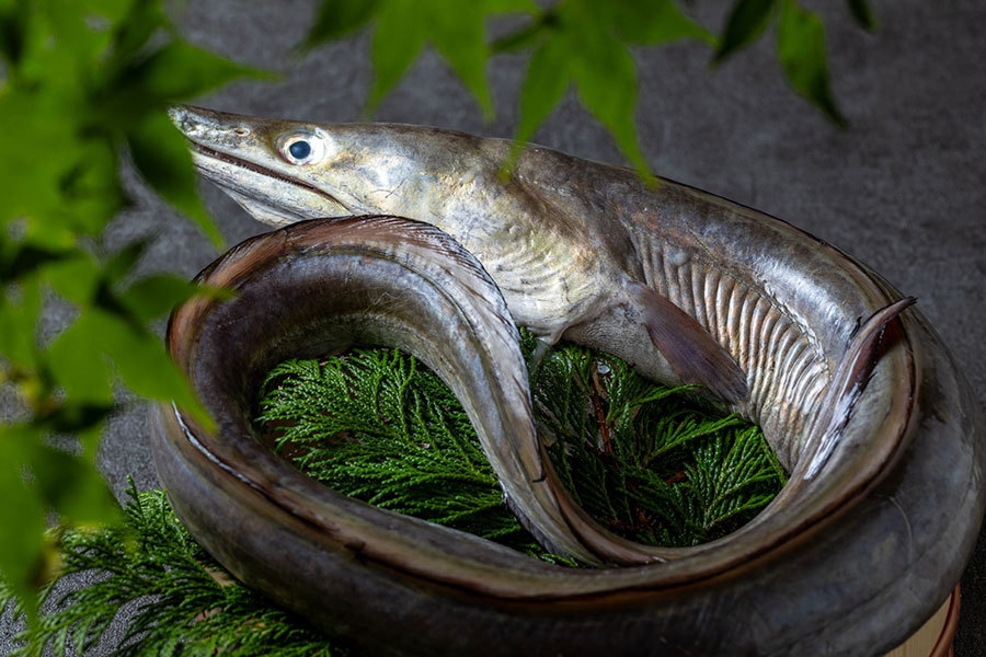 夏の高級魚　鱧（ハモ）料理づくしフルコースディナー
