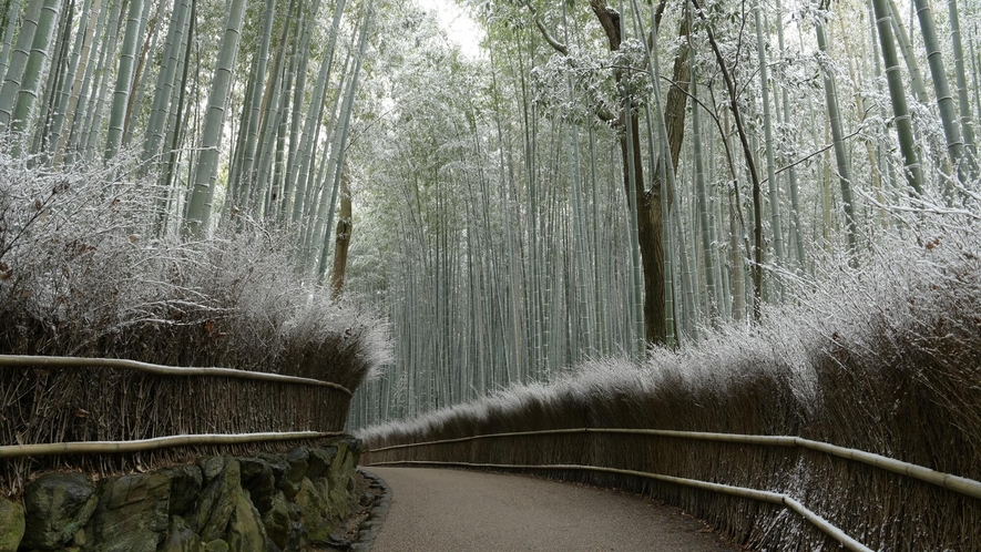 【嵐山】冬季竹林