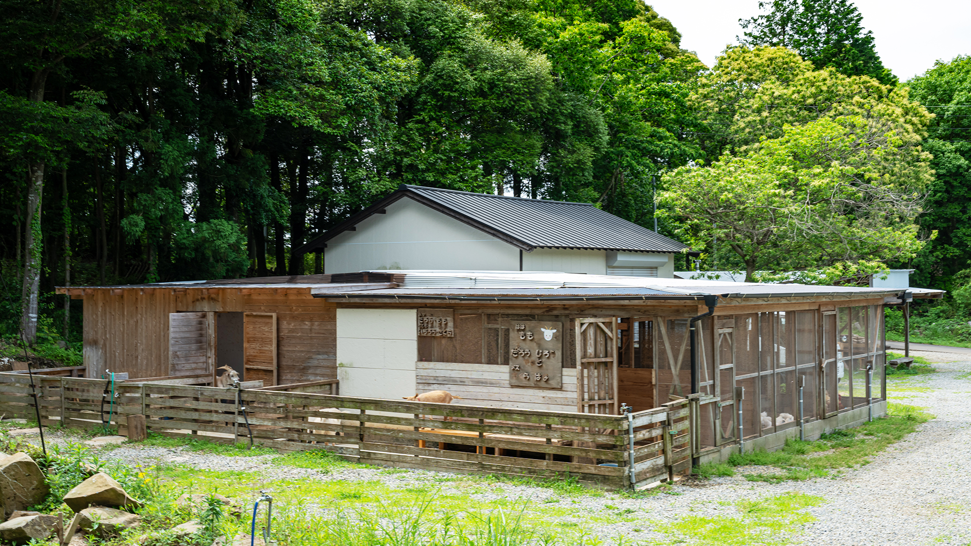 【畜舎】にわとり、ヤギなど動物たちとの触れ合いなど、当館ならではの体験。