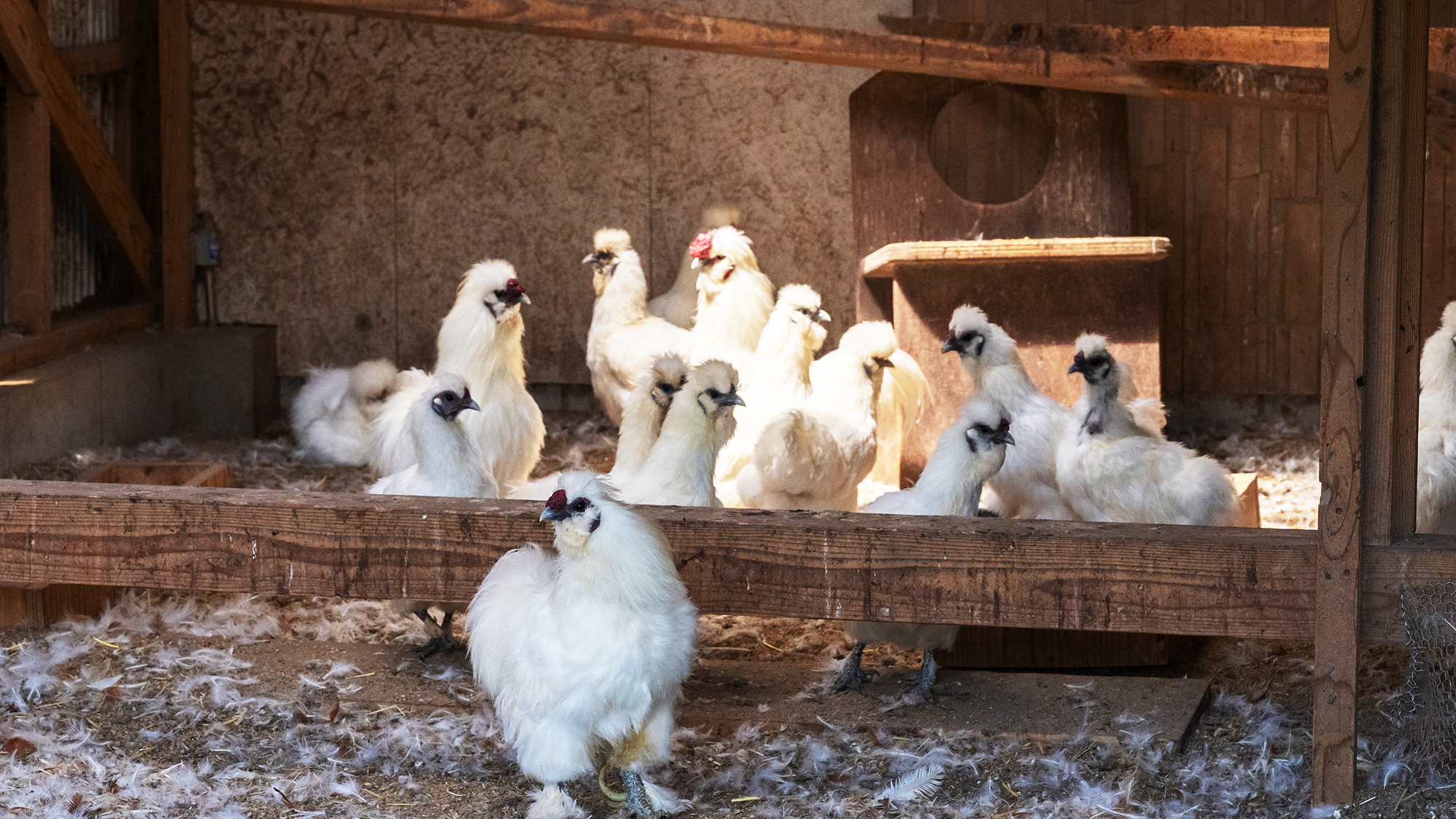 裏庭には鶏小屋も。烏骨鶏などを育てております。