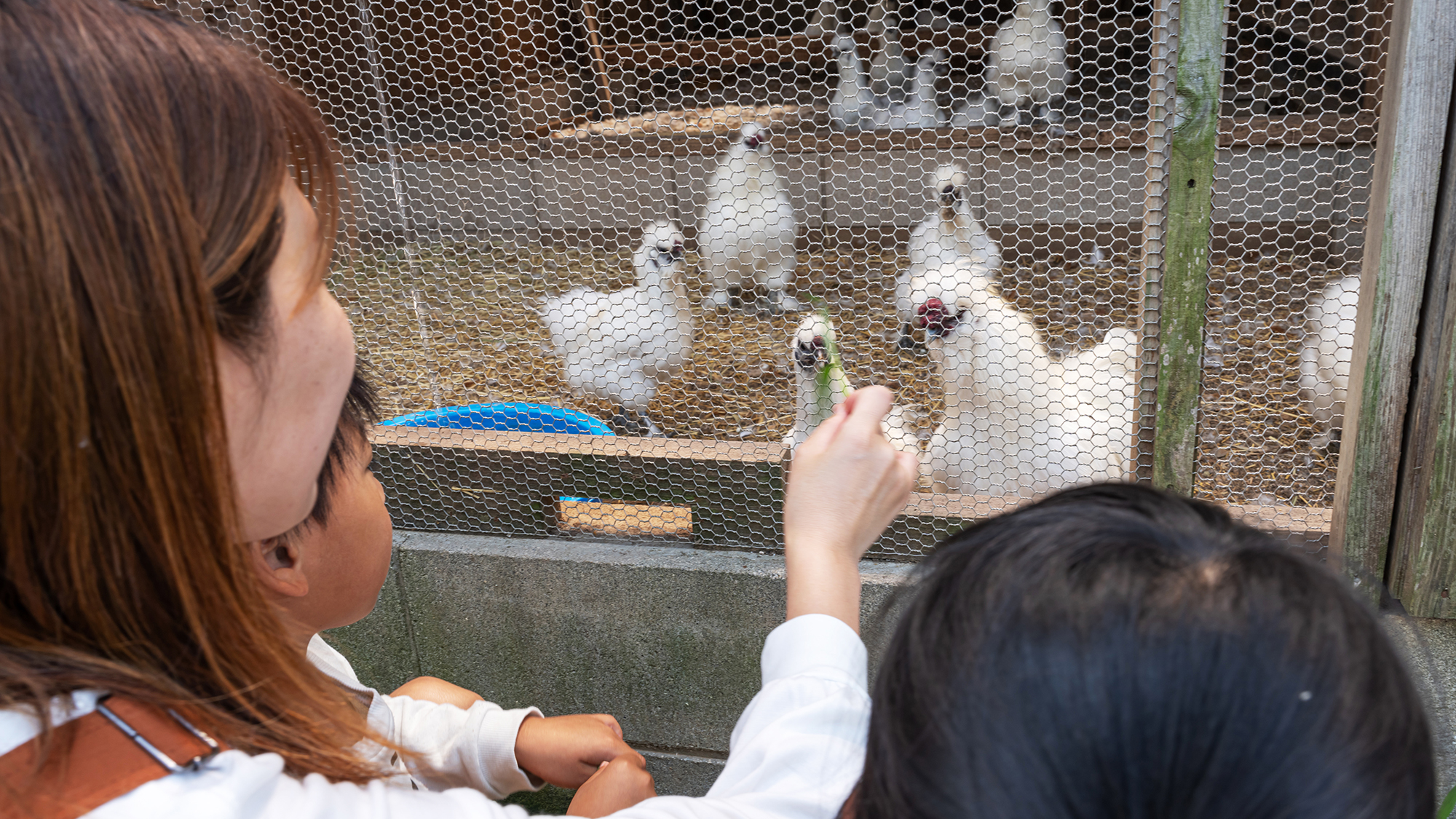 【にわとり】鶏舎では卵とり体験など自然とのふれあいが楽しめます。