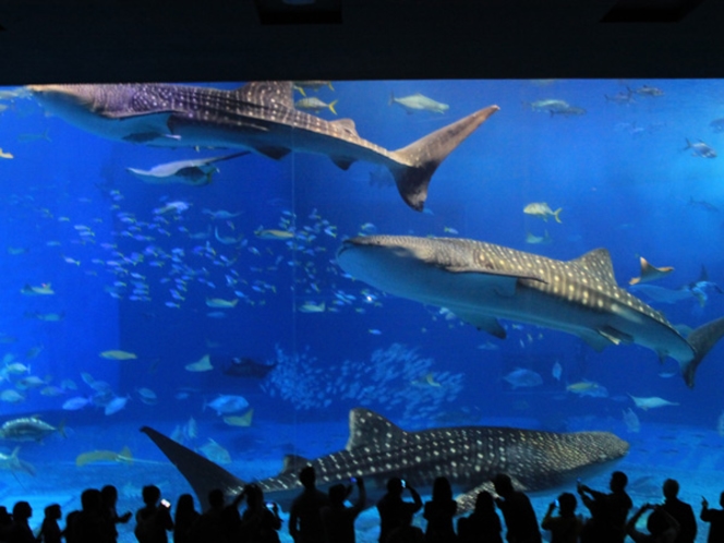 沖縄を代表する人気スポット「沖縄美ら海水族館」悠々と泳ぐジンベイザメたち