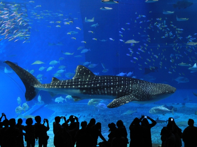 「沖縄美ら海水族館」悠々と泳ぐジンベイザメの黒潮の海大水槽