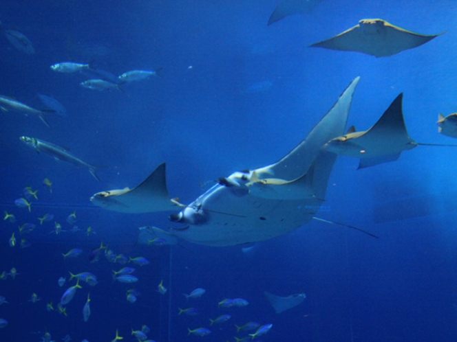 飛ぶように泳ぐマンタとトビエイの群れ「沖縄美ら海水族館」【車で約110分】