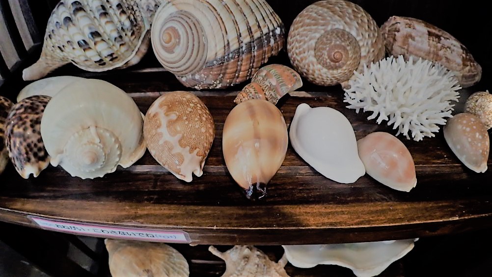 奄美大島の貝殻たち