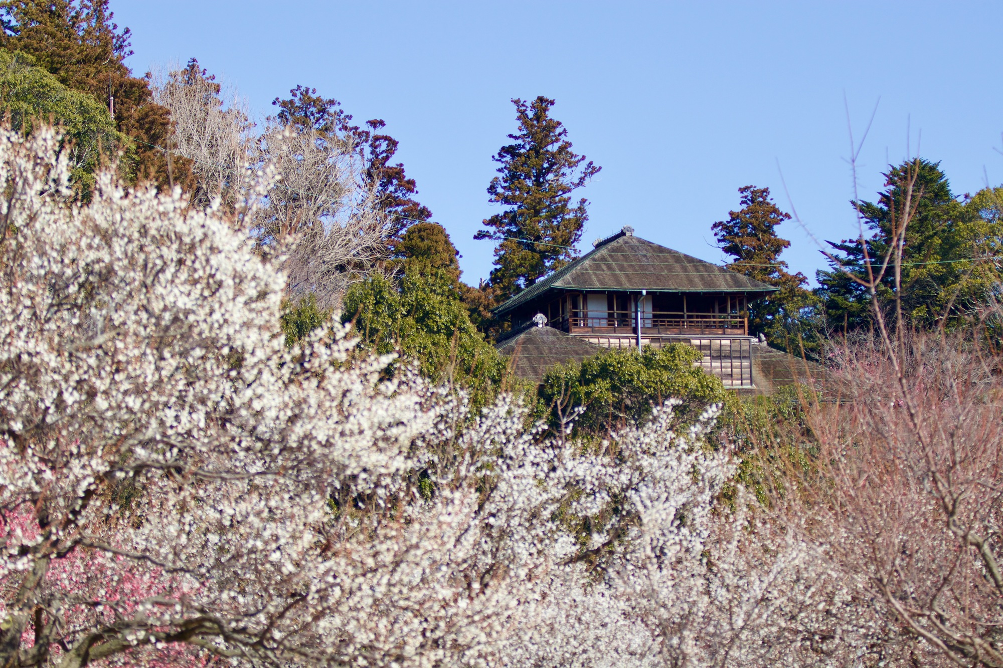 偕楽園　梅まつり