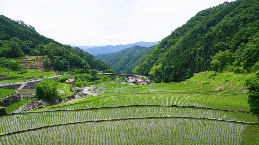 棚田