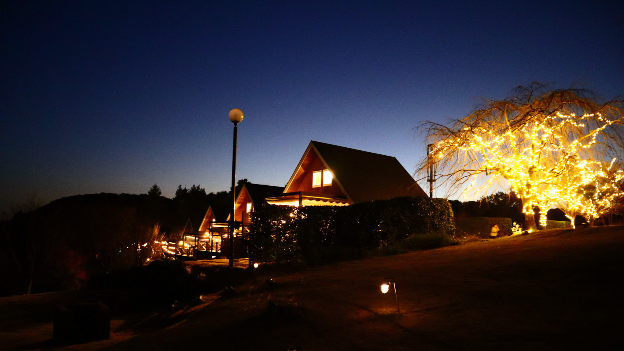 木々が優しく光る夜。森の静けさをお楽しみください。