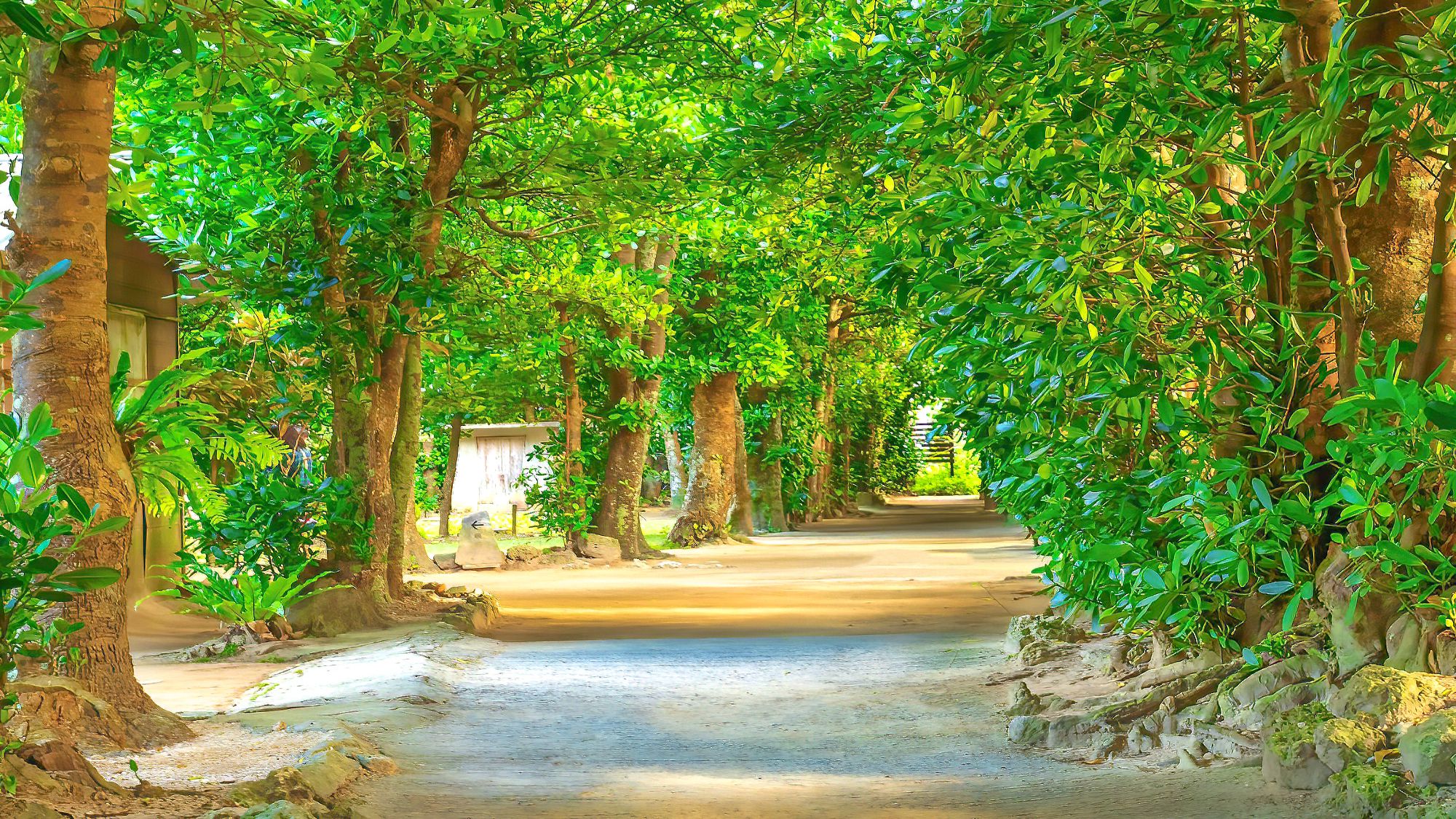 【備瀬のフクギ並木】当館から車で約6分