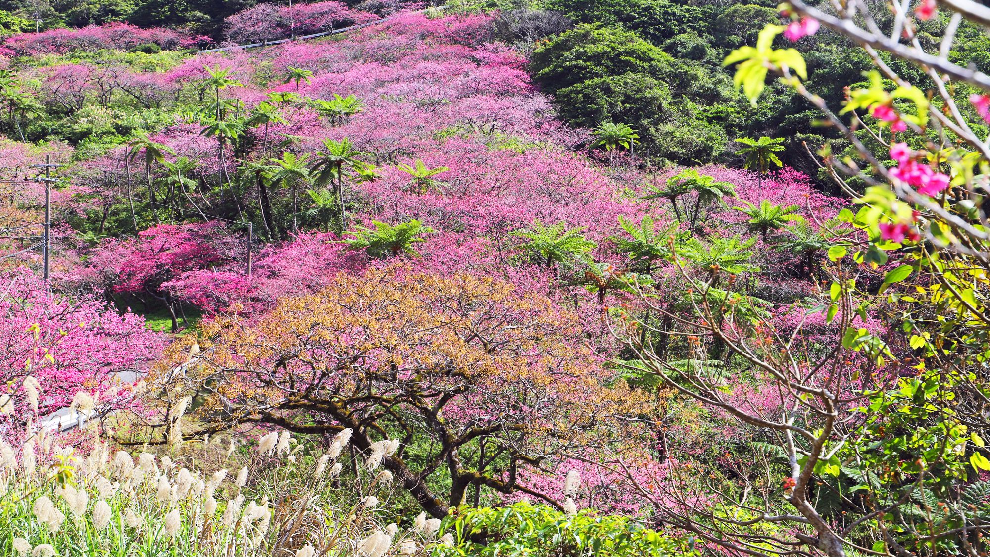 【本部港八重岳桜まつり】当館から車で約20分