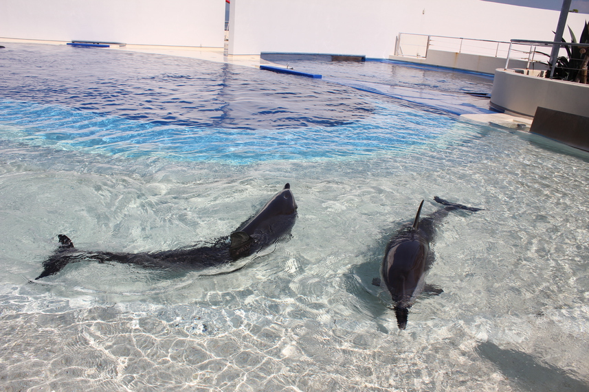 【大分マリーンパレス水族館『うみたまご』】入館チケット（×おとな2名分）付プラン♪