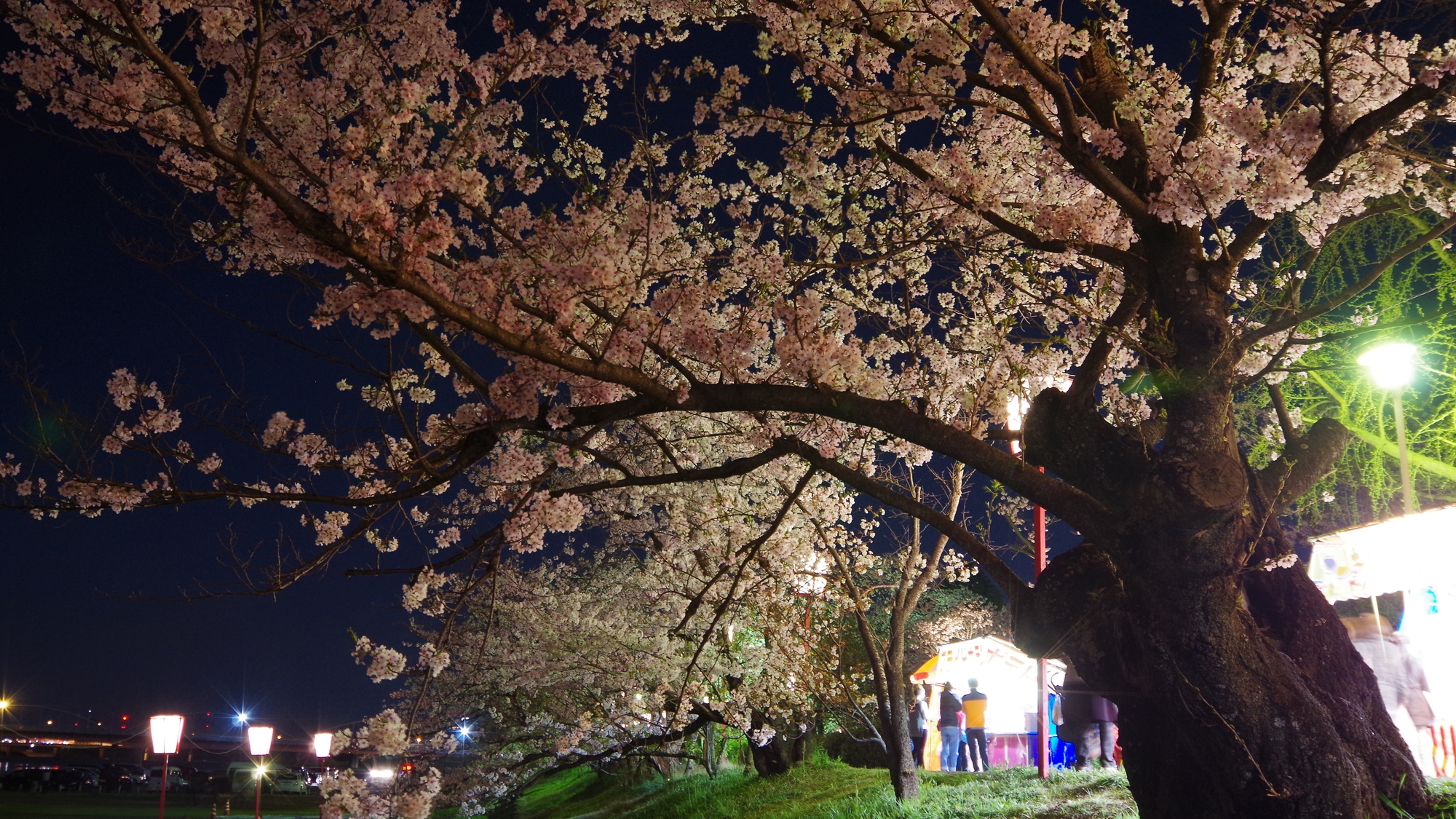 【当館から車で約12分】桜の名所として知られる「武丈公園」