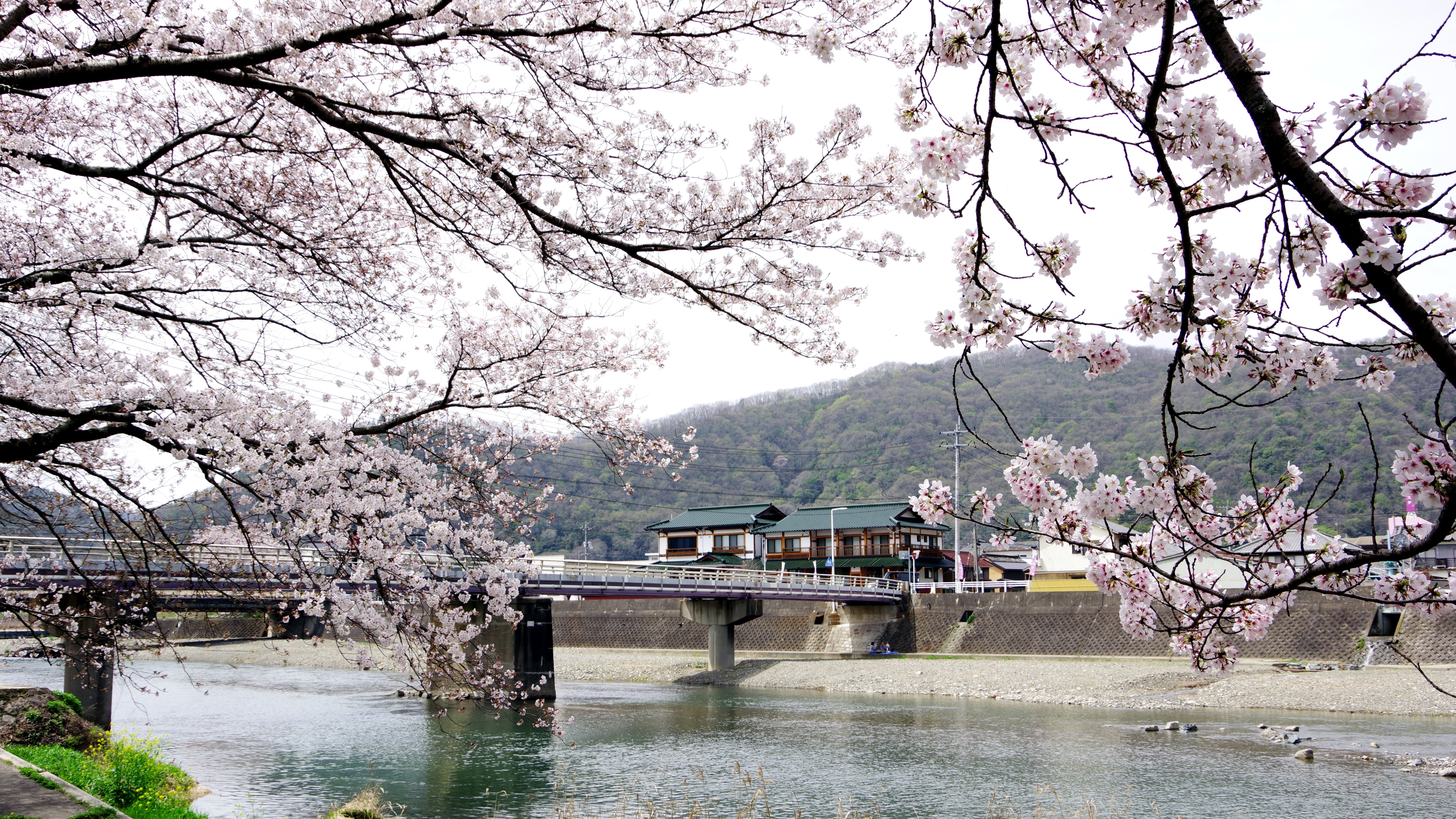 桜と舞鶴楼