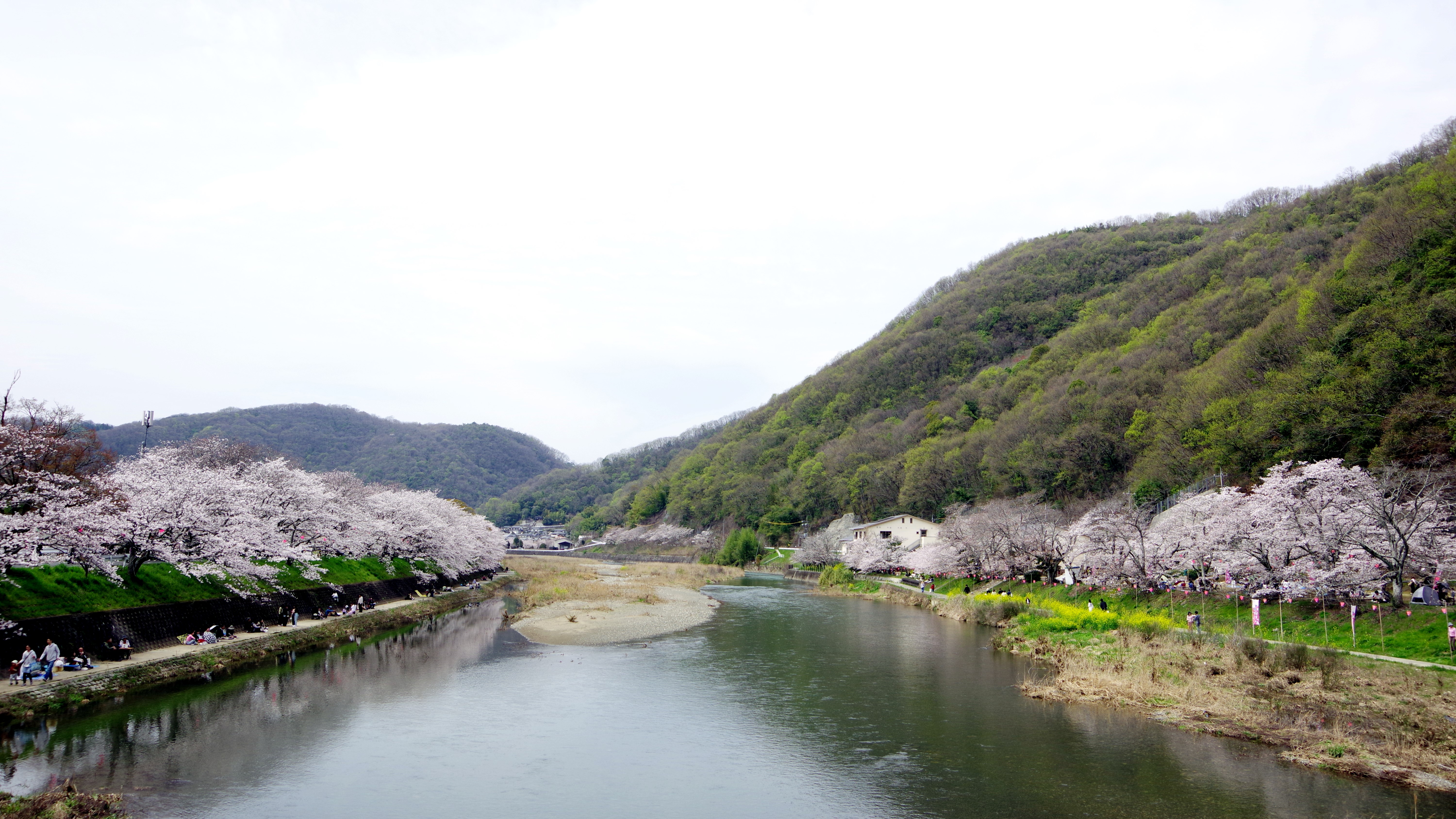 桜の名所『井原堤』③