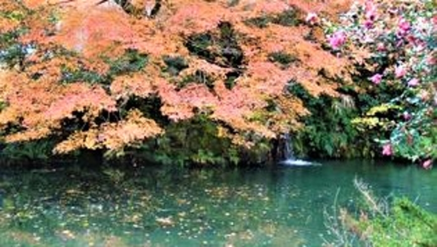 敷地内にあるチョウザメ養殖池