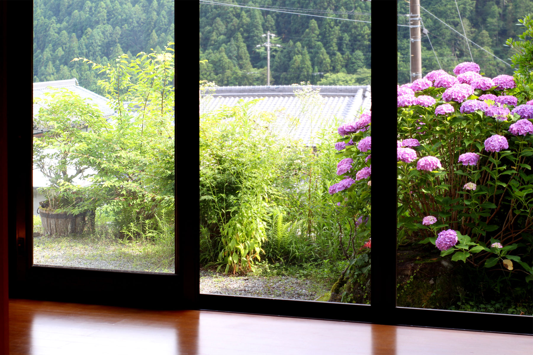 6月のお庭の風景