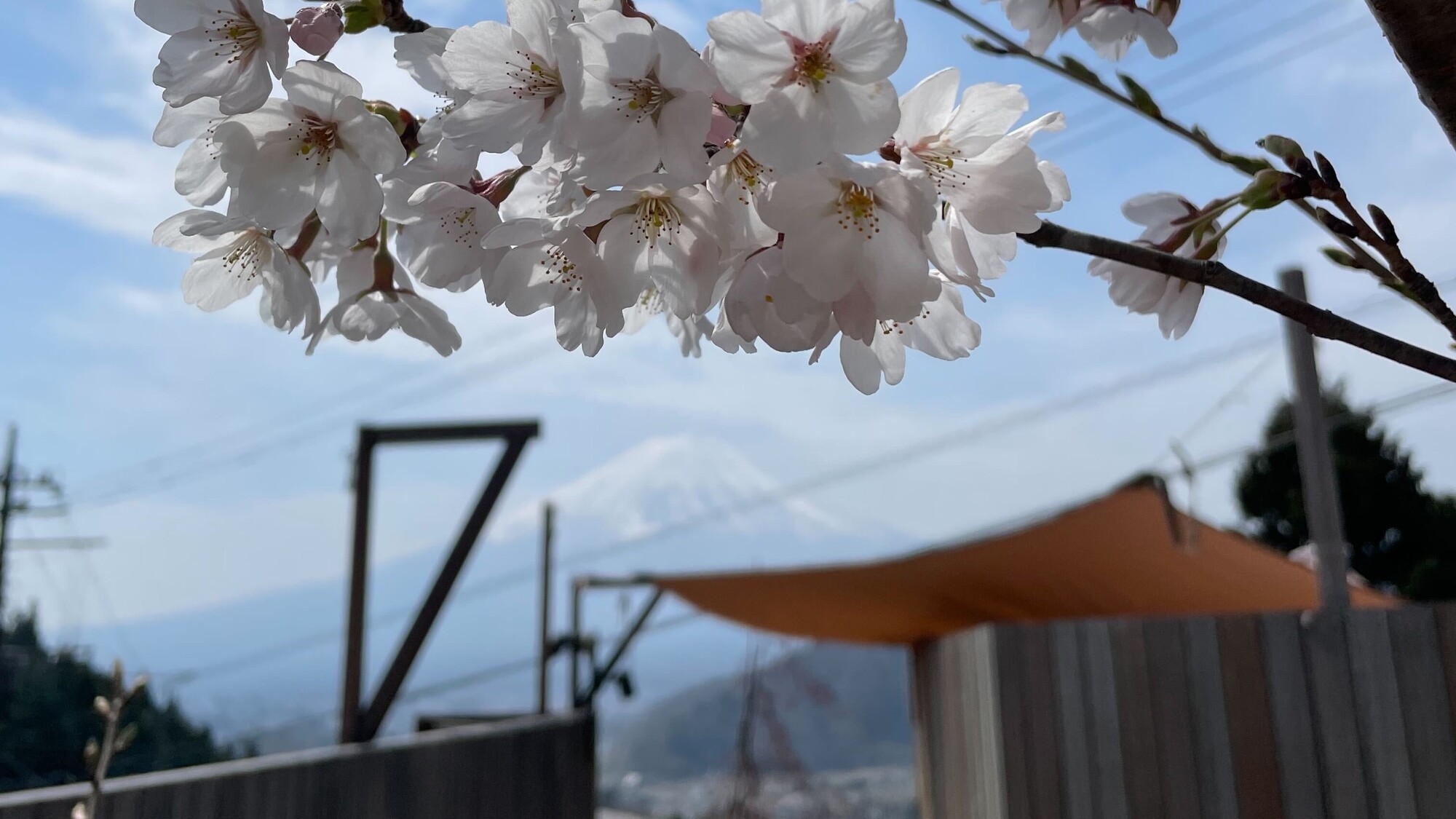 春　桜と富士山
