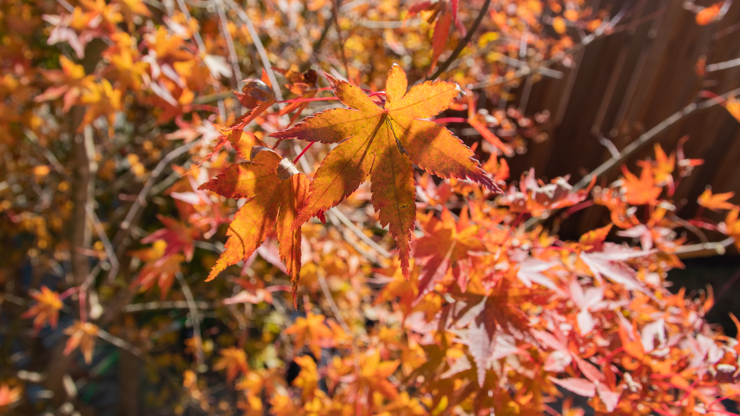 秋：紅葉