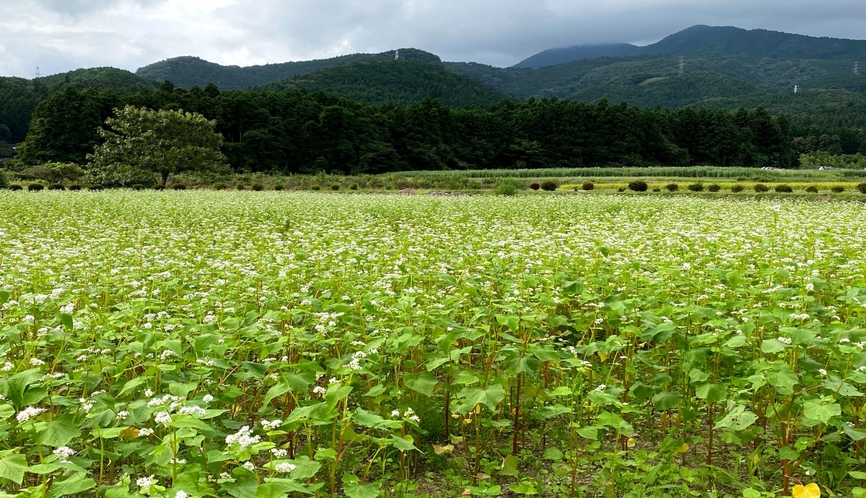 【那須塩原市】一面に咲き乱れるソバの花