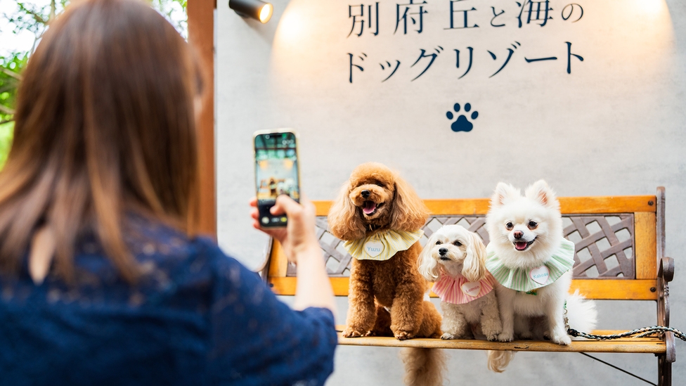 【リニューアルセール】20％OFF｜愛犬との別府旅｜おおいた和牛と大分の旬魚旬彩＜プレミアムコース＞