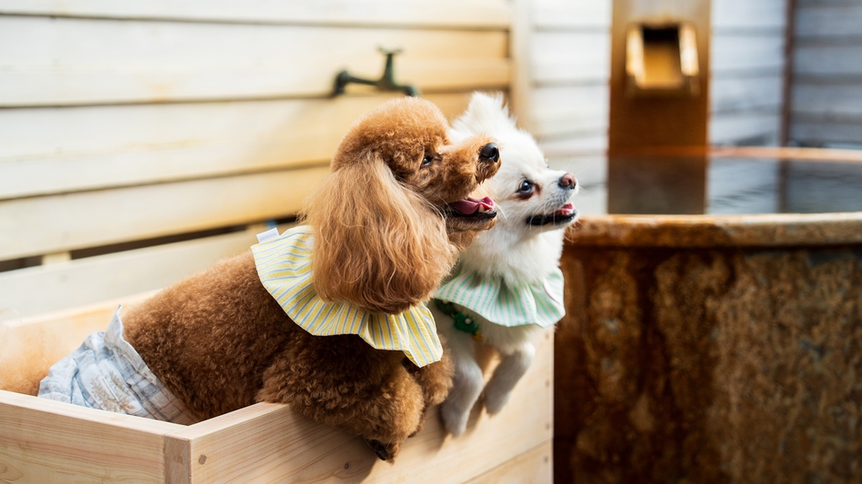 【さき楽】30日前までの予約でお一人4400円OFF｜愛犬利用料無料＜プレミアムコース＞