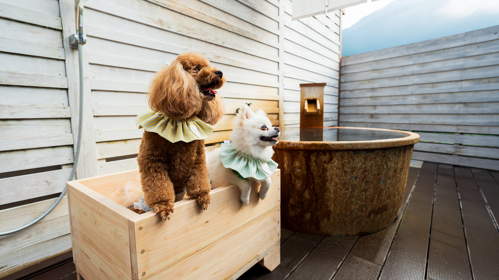 別府 丘と海のドッグリゾート（旧：別府風雅） - 写真 40