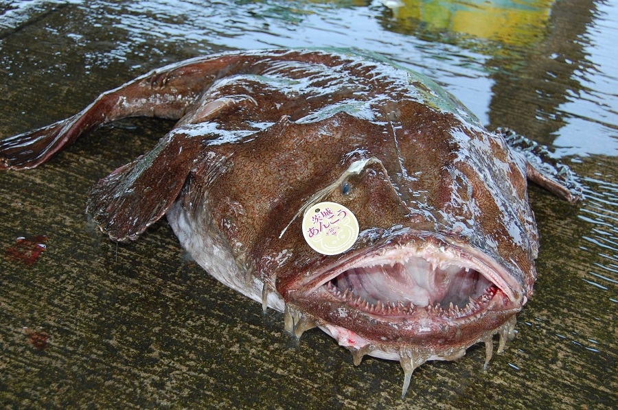 【期間限定】茨城の冬の味覚『あんこう』を味わおうプラン