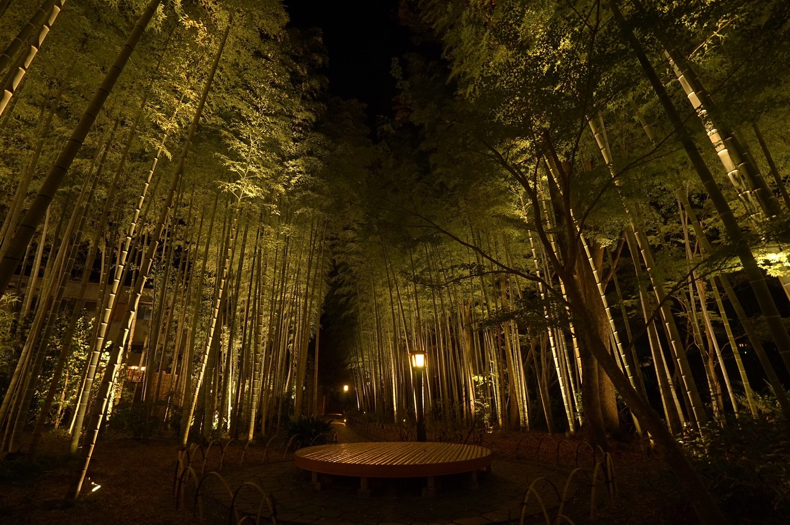 竹林の小径｜Bamboo Forest Pass (night)