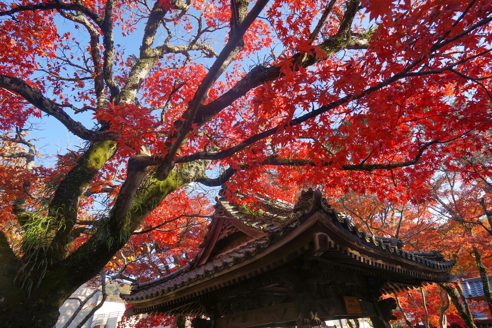 修禅寺｜Shuzenji Temple (Fall)