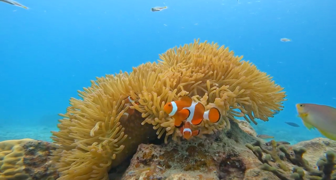 isola blueアクティビティツアー