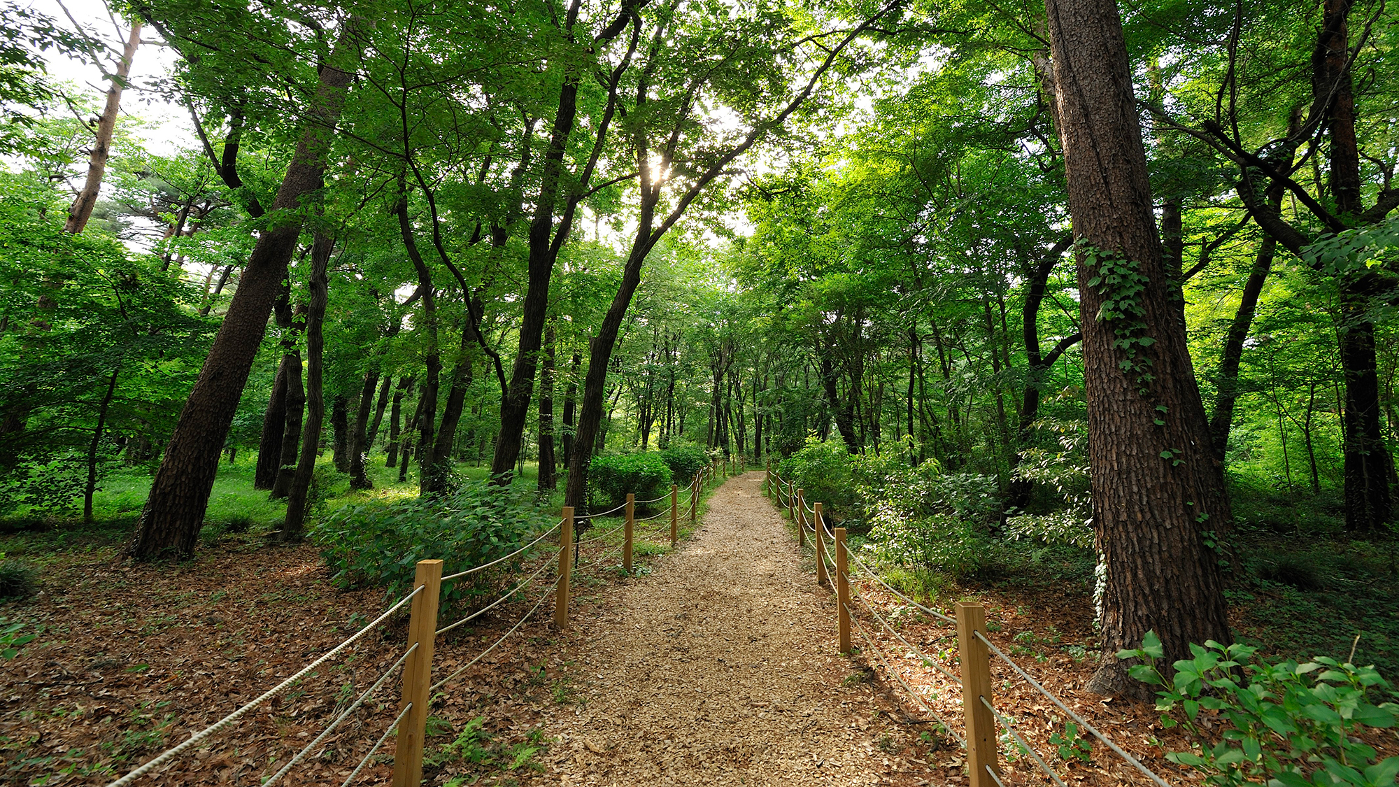 **【遊歩道(一例)】季節によって変化する昭和の森は、何度来ても新しい発見があります