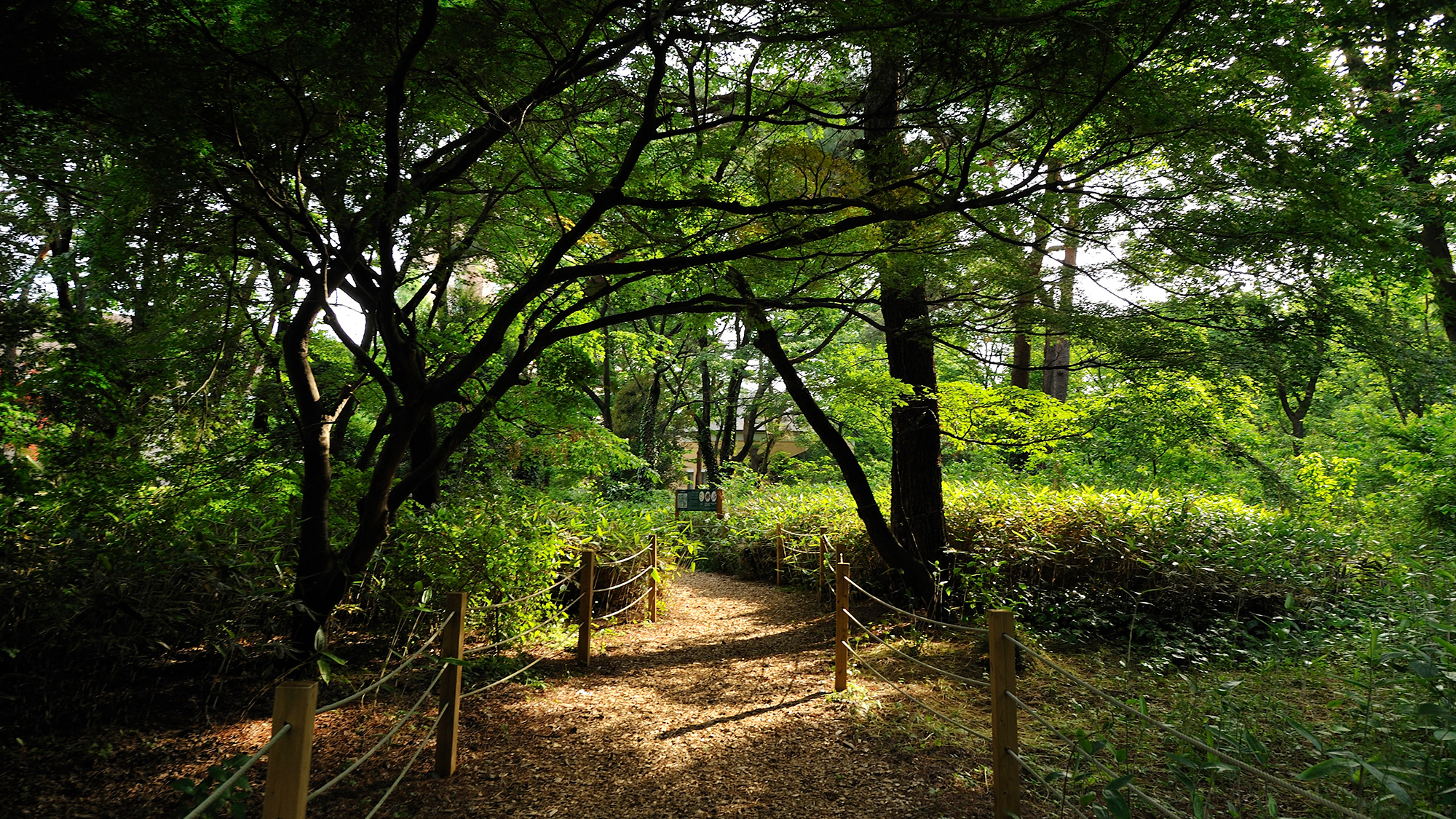 **【遊歩道(一例)】森林の中をゆっくりお散歩して、心も身体もリフレッシュ