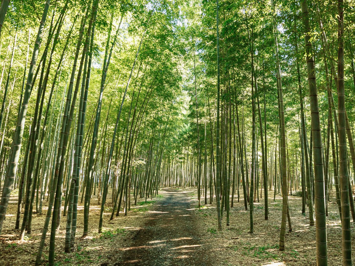若竹の杜 若山農場（ホテルから車で10分）：見渡す限りの竹林をのんびりと散策できます