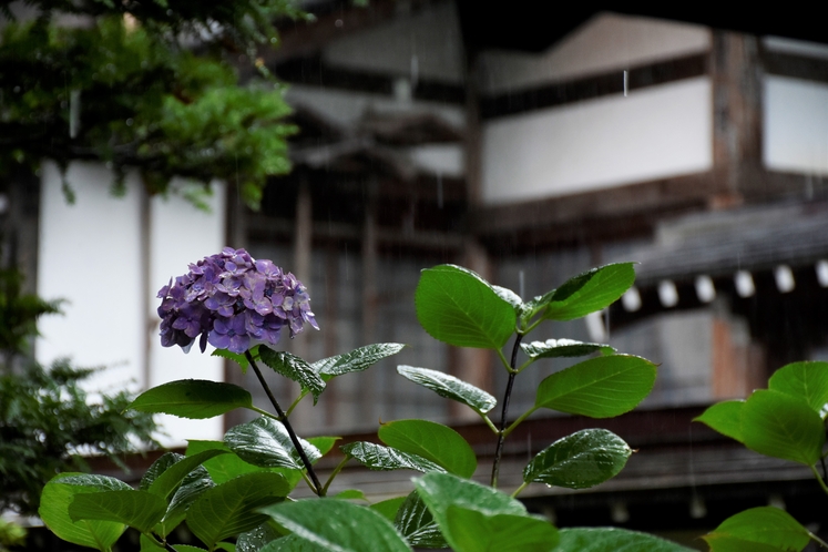 ご近所（東山寺院群）