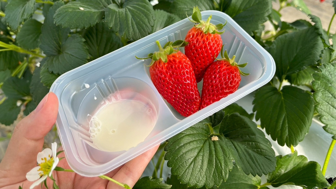 【マイカー限定】いちご狩り60分食べ放題 ｜ 春のいちご満喫ステイ