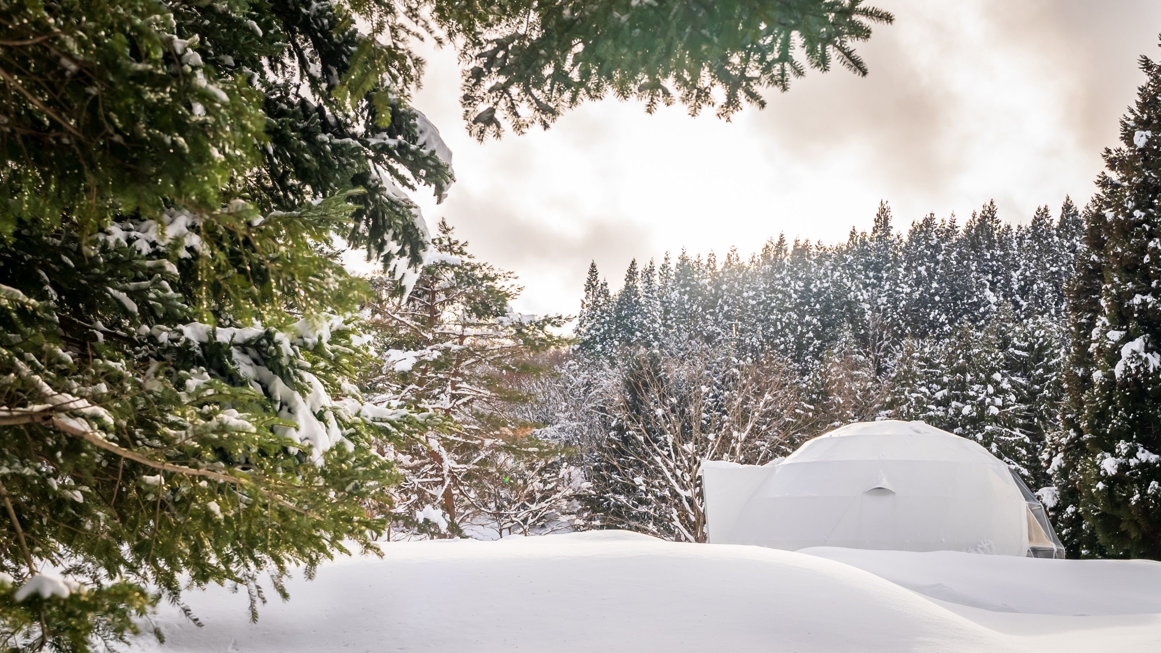 森の中のシングルドーム