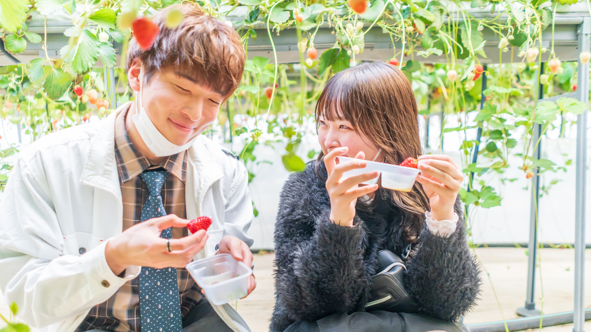 春のいちご狩り体験。甘い完熟いちごをその場で味わう贅沢な時間