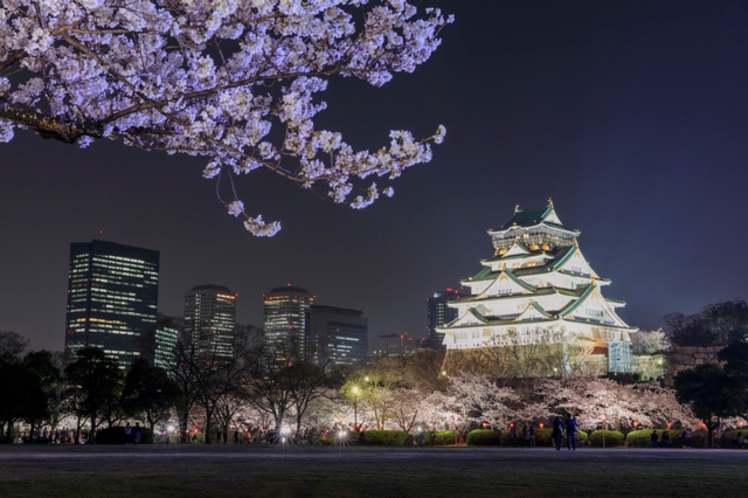 大阪城桜（夜）