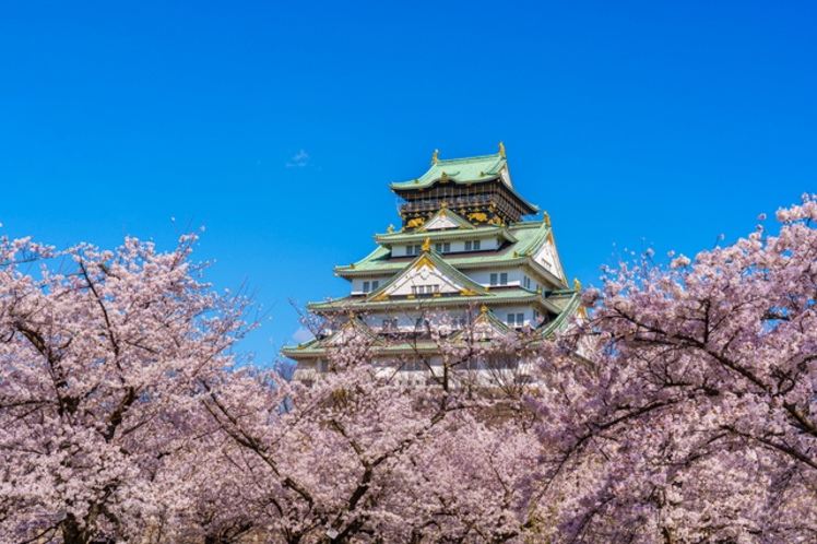 大阪城桜